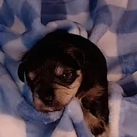 Sterling, a male Miniature Schnauzer for sale in Weatherford, TX – 1 of 4