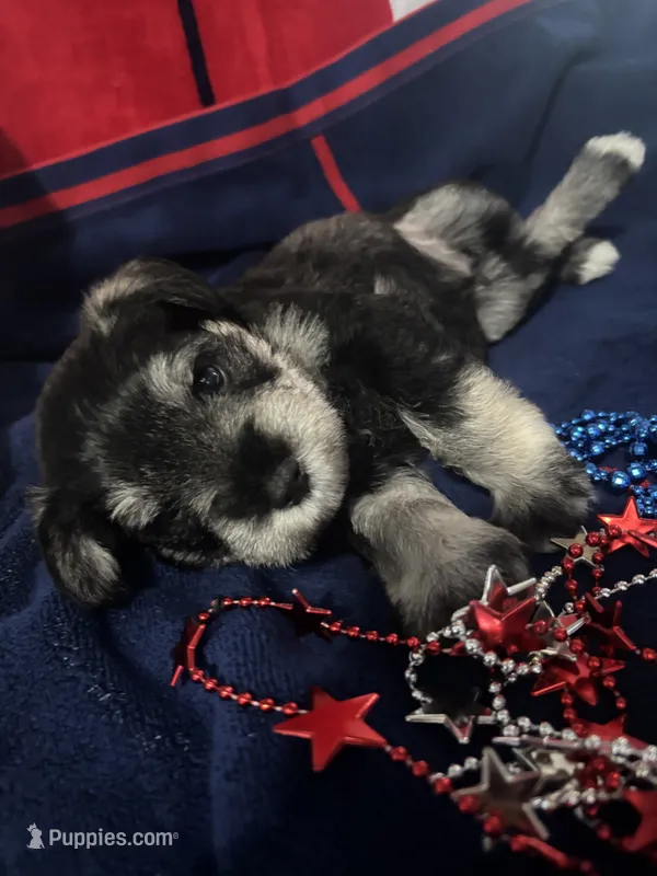 Sterling – Miniature Schnauzer puppy for sale in Weatherford, TX