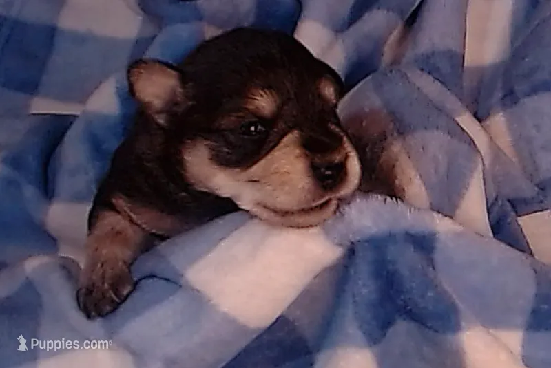 Onyx – Miniature Schnauzer puppy for sale in Weatherford, TX