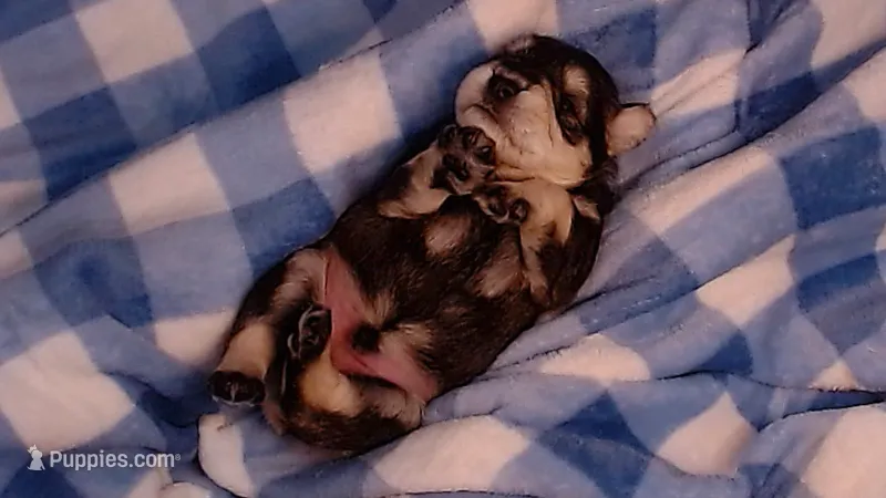 Teddy – Miniature Schnauzer puppy for sale in Weatherford, TX