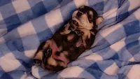 Teddy, a male Miniature Schnauzer for sale in Weatherford, TX – 1 of 3