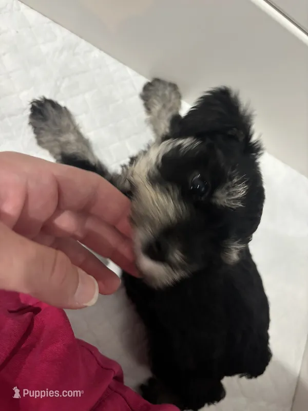 Willow – Miniature Schnauzer puppy for sale in Weatherford, TX