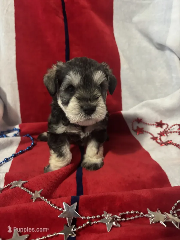 Teddy – Miniature Schnauzer puppy for sale in Weatherford, TX
