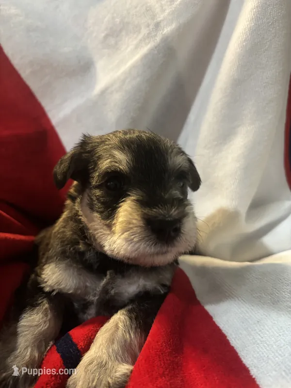 Onyx – Miniature Schnauzer puppy for sale in Weatherford, TX