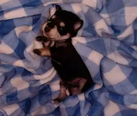 Winston, a male Miniature Schnauzer for sale in Weatherford, TX – 2 of 3