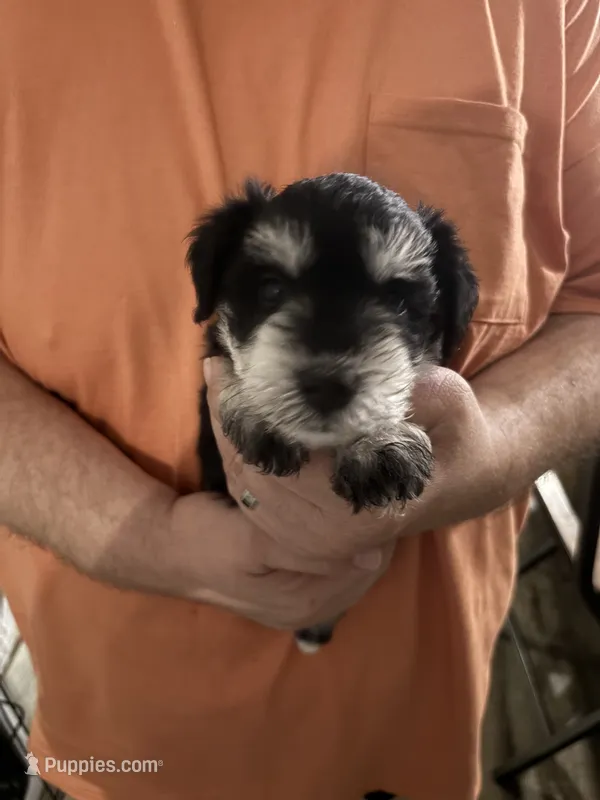Winston – Miniature Schnauzer puppy on hold in Weatherford, TX
