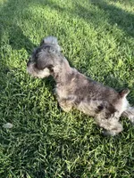 Sweetheart, a female Miniature Schnauzer for sale in Weatherford, TX – Photo 1 of 4