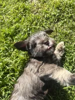 Sweetheart, a female Miniature Schnauzer for sale in Weatherford, TX – Photo 4 of 4