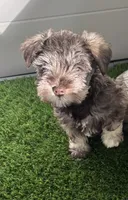 Sweetheart, a female Miniature Schnauzer for sale in Weatherford, TX – Photo 2 of 4