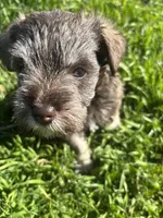 Sweetheart, a female Miniature Schnauzer for sale in Weatherford, TX – Photo 3 of 4