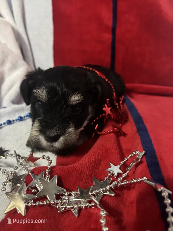 Willow – Miniature Schnauzer puppy for sale in Weatherford, TX