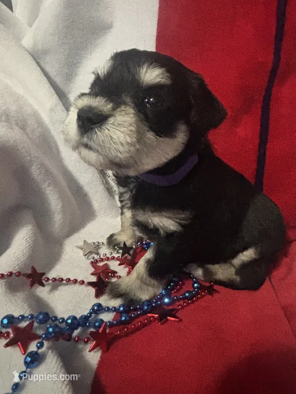 Daisy – Miniature Schnauzer puppy for sale in Weatherford, TX