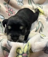 Pink Sparkle, a female Miniature Schnauzer for sale in Weatherford, TX – 3 of 3