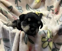 Pink Sparkle, a female Miniature Schnauzer for sale in Weatherford, TX – 2 of 3