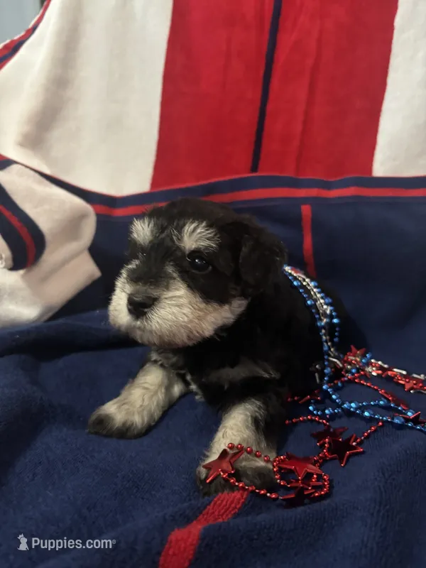Winston – Miniature Schnauzer puppy for sale in Weatherford, TX