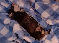 Teddy, a male Miniature Schnauzer for sale in Weatherford, TX – 2 of 3