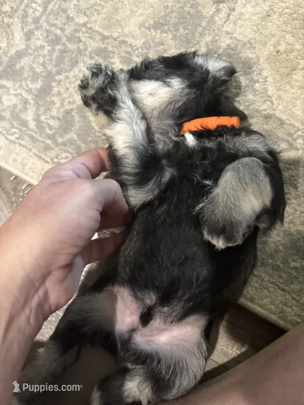 Sterling – Miniature Schnauzer puppy for sale in Weatherford, TX