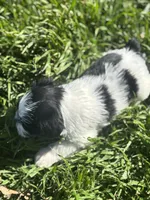 Mooana, a female Miniature Schnauzer for sale in Weatherford, TX – Photo 3 of 4