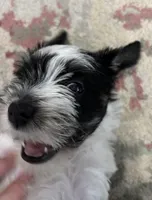 Mooana, a female Miniature Schnauzer for sale in Weatherford, TX – Photo 2 of 4