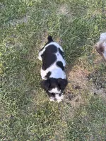 Mooana, a female Miniature Schnauzer for sale in Weatherford, TX – Photo 1 of 4