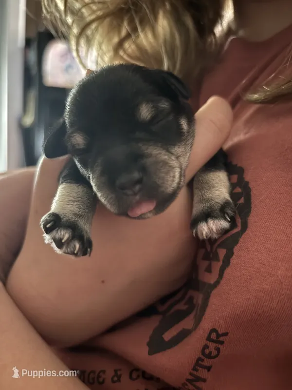 Ziggy – Miniature Schnauzer puppy for sale in Weatherford, TX