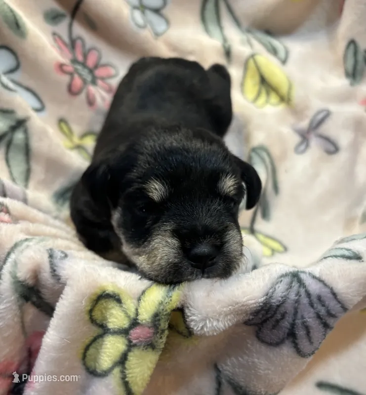 Pink Sparkle – Miniature Schnauzer puppy for sale in Weatherford, TX