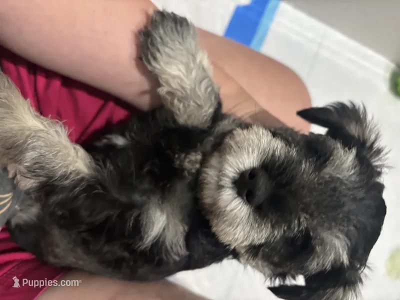 Sterling – Miniature Schnauzer puppy for sale in Weatherford, TX