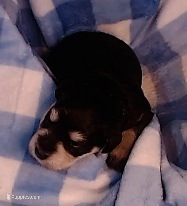 Winston – Miniature Schnauzer puppy for sale in Weatherford, TX