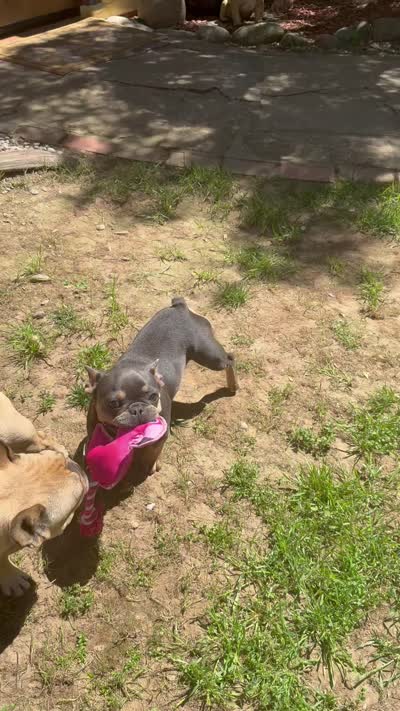 Lainey, a female French Bulldog for sale in Templeton, CA – 7 of 8