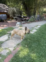 Lainey, a female French Bulldog for sale in Templeton, CA – 4 of 8