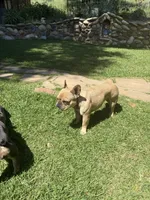Lainey, a female French Bulldog for sale in Templeton, CA – 5 of 8