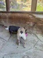 Lainey, a female French Bulldog for sale in Templeton, CA – 3 of 8