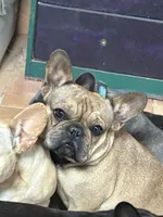 Lainey, a female French Bulldog for sale in Templeton, CA – 6 of 8
