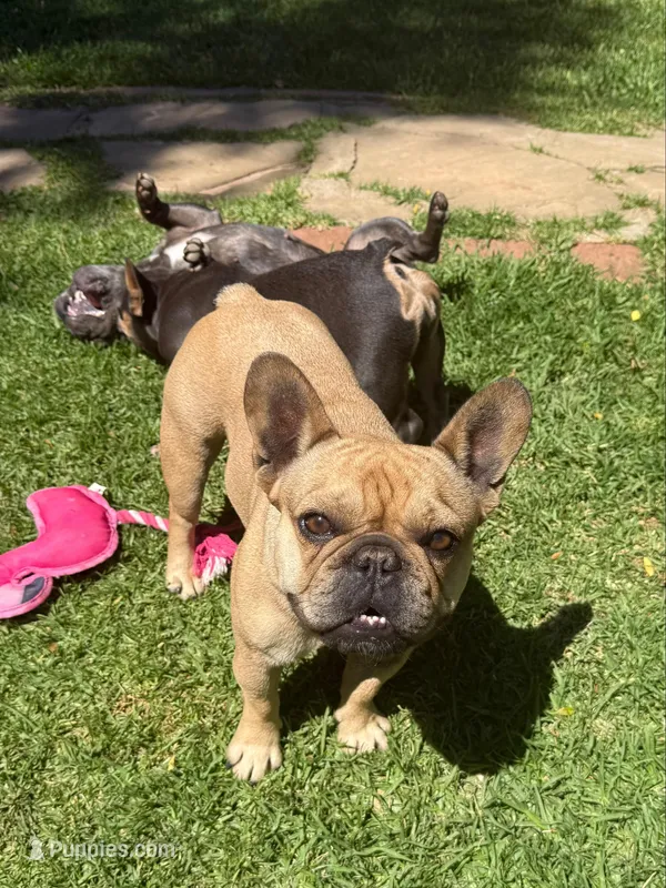 Lainey – French Bulldog puppy for sale in Templeton, CA