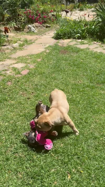 Lainey, a female French Bulldog for sale in Templeton, CA – 8 of 8