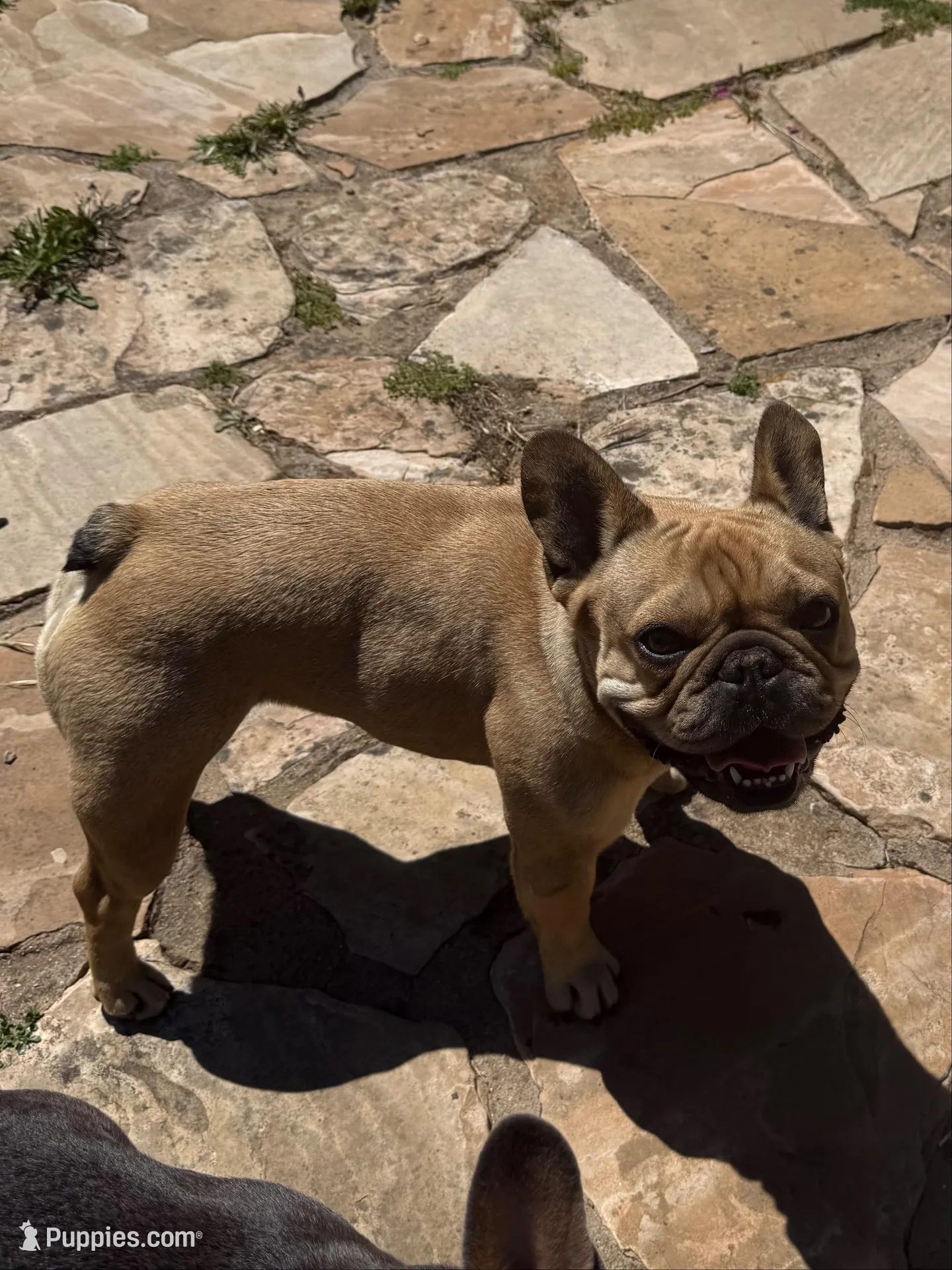 Lainey, a female French Bulldog for sale in Templeton, CA – 2 of 8