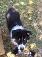 Freckles, a male Australian Shepherd for sale in Arroyo Grande, CA – 3 of 5