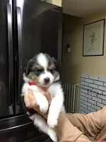 Lola, a female Australian Shepherd for sale in Arroyo Grande, CA – Photo 4 of 4