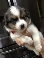 Lola, a female Australian Shepherd for sale in Arroyo Grande, CA – Photo 3 of 4