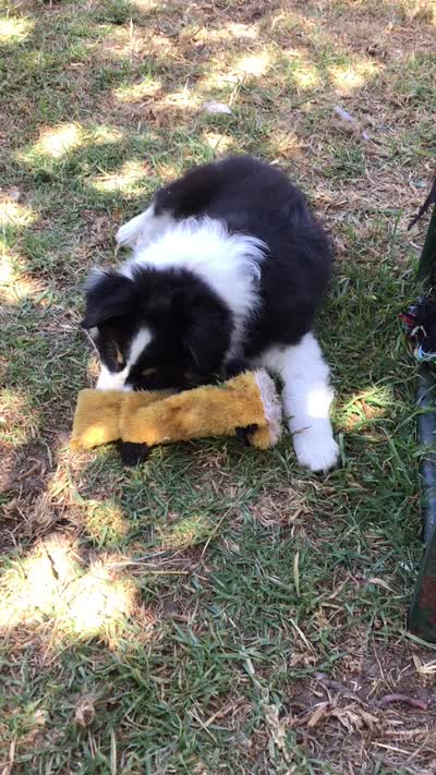 Banjo, a male Australian Shepherd for sale in Arroyo Grande, CA – 6 of 6