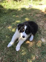 Banjo, a male Australian Shepherd for sale in Arroyo Grande, CA – 4 of 6
