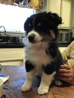 Freckles, a male Australian Shepherd for sale in Arroyo Grande, CA – 5 of 5