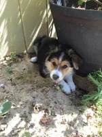 Rusty, a male Australian Shepherd for sale in Arroyo Grande, CA – 4 of 4