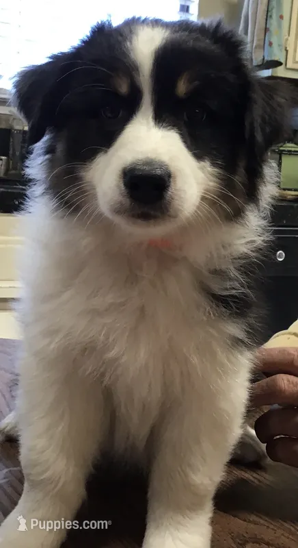 Banjo – Australian Shepherd puppy for sale in Arroyo Grande, CA