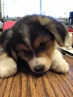 Feather , a male Australian Shepherd for sale in Arroyo Grande, CA – Photo 1 of 3