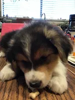 Feather , a male Australian Shepherd for sale in Arroyo Grande, CA – Photo 3 of 3