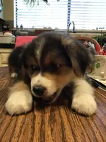 Feather , a male Australian Shepherd for sale in Arroyo Grande, CA – Photo 2 of 3