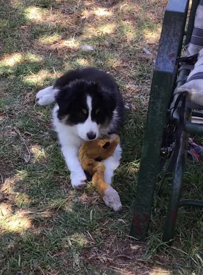 Banjo, a male Australian Shepherd for sale in Arroyo Grande, CA – 5 of 6
