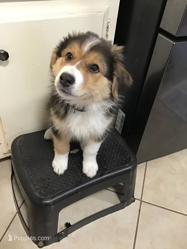 Rusty – Australian Shepherd puppy for sale in Arroyo Grande, CA