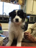 Banjo, a male Australian Shepherd for sale in Arroyo Grande, CA – 3 of 6